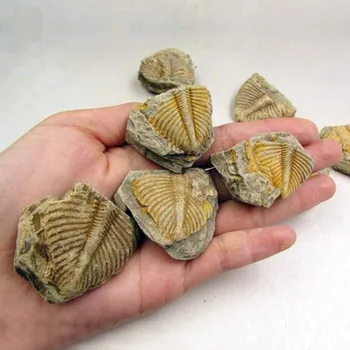 Dabas TrilobitesFossil Oriģinālās Akmens Paraugu Seno Jūras Dzīves Fosilā Vainagu Kukaiņu Kolekcija Polular Zinātnes Mācību