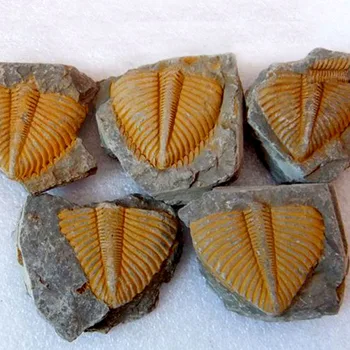 Dabas TrilobitesFossil Oriģinālās Akmens Paraugu Seno Jūras Dzīves Fosilā Vainagu Kukaiņu Kolekcija Polular Zinātnes Mācību
