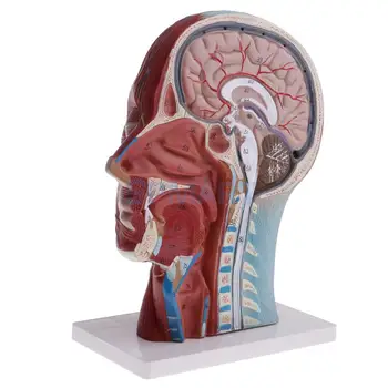 Vidējais Sadaļā 1:1 Cilvēka Galvas un Kakla Virspusēji Muskuļu Nervi Vascularis Izglītības Skolas Mācību Modeļa Komplekts