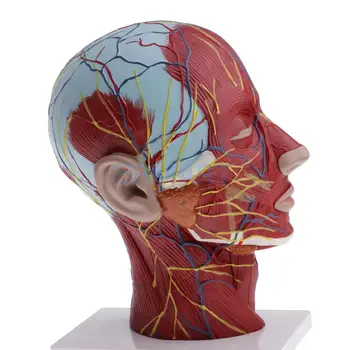 Vidējais Sadaļā 1:1 Cilvēka Galvas un Kakla Virspusēji Muskuļu Nervi Vascularis Izglītības Skolas Mācību Modeļa Komplekts